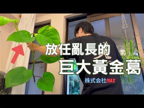 廁所黃金葛風水|提升家居風水！黃金葛擺放位置完整攻略 